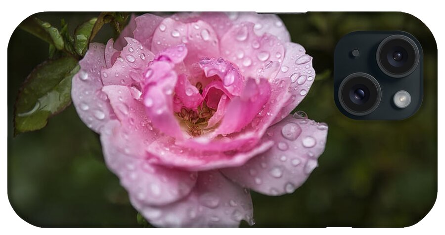 Rose iPhone Case featuring the photograph Pink Rose with Raindrops by Belinda Greb