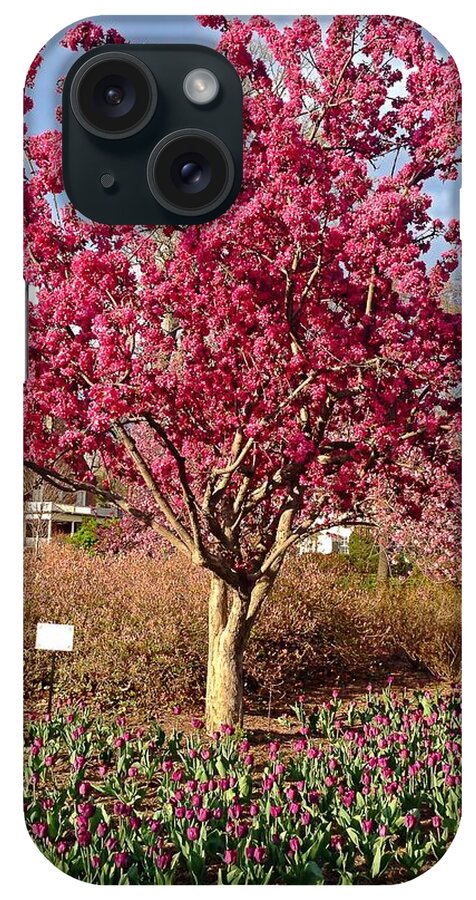 Tree iPhone Case featuring the photograph Pink Tree by Chris Montcalmo