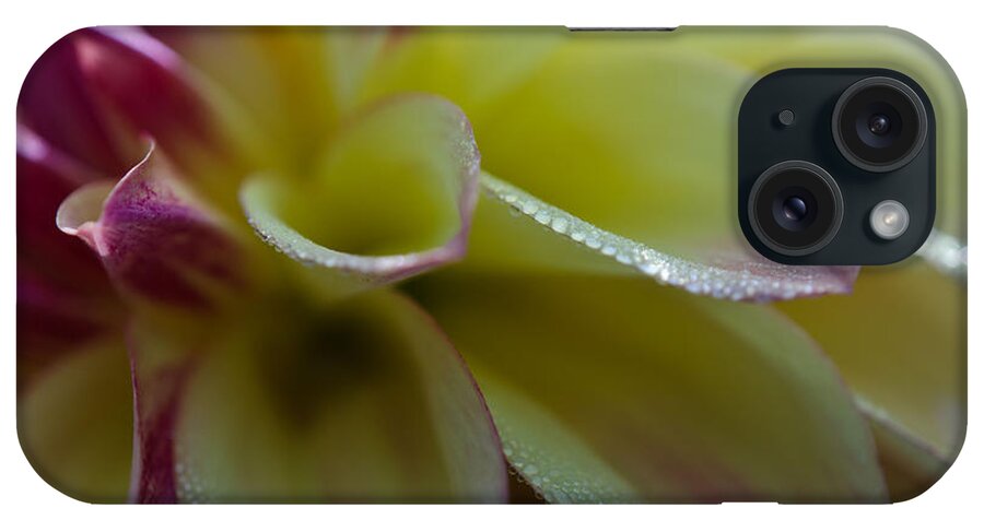 Dahlia iPhone Case featuring the photograph Pink Water Dahlia by Kathy Paynter