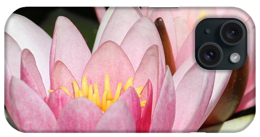 Lilies iPhone Case featuring the photograph Pink Water Lily by Amanda Mohler