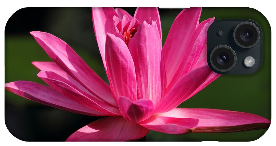 Water Lily iPhone Case featuring the photograph Pink Water Lily by Meg Rousher