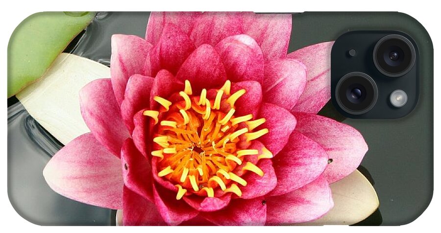 Waterlily iPhone Case featuring the photograph Pink Waterlily and Cloud Reflection by Christiane Schulze Art And Photography