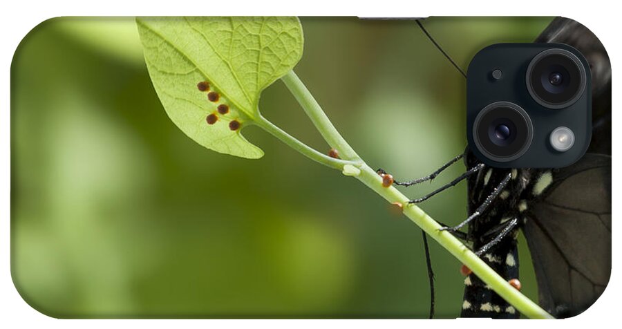 Pipevine Swallowtail iPhone Case featuring the photograph Pipevine Swallowtail Mother with Eggs by Meg Rousher