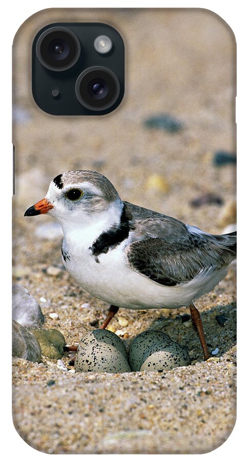 00220028 iPhone Case featuring the photograph Piping Plover Sitting on Eggs by Tom Vezo