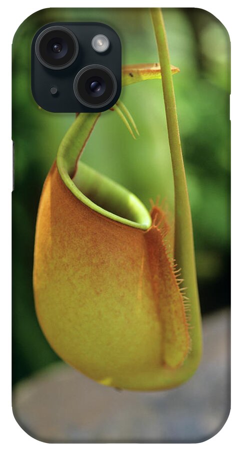 Nepenthes Bicalcarata iPhone Case featuring the photograph Pitcher Plant (nepenthes Bicalcarata) by Sally Mccrae Kuyper/science Photo Library