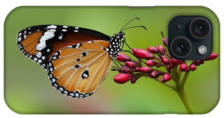 Bangkok iPhone Case featuring the photograph Plain Tiger or African Monarch Butterfly DTHN0008 by Gerry Gantt