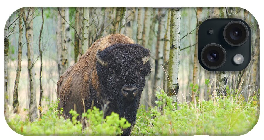 Buffalo iPhone Case featuring the photograph Plains Bison by David Drew