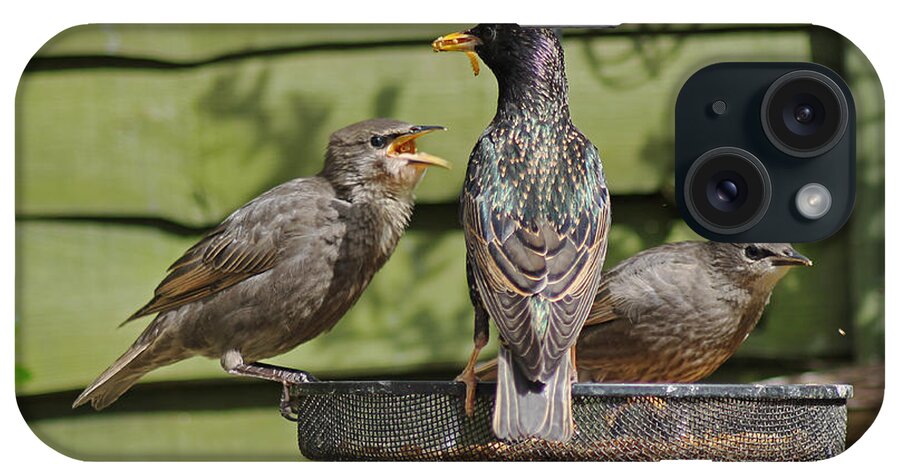 Starling iPhone Case featuring the photograph Please feed me. by Tony Murtagh