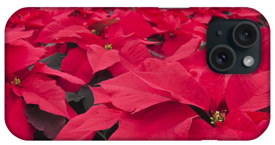 Poinsettias iPhone Case featuring the photograph Plethora of Poinsettias by Patty Colabuono