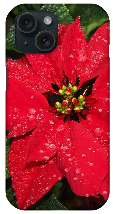 Poinsettia iPhone Case featuring the photograph Poinsettia - Frozen In Time by Philip And Robbie Bracco