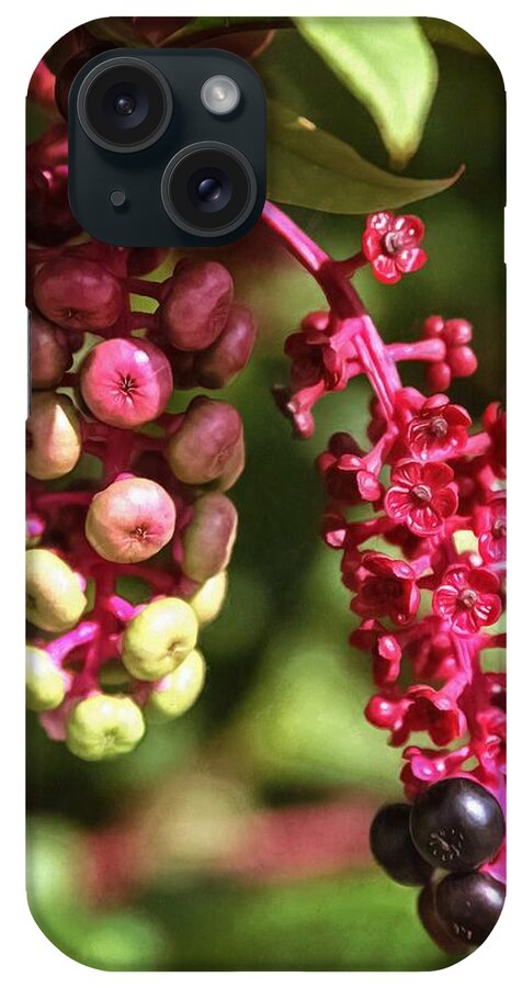 Berry iPhone Case featuring the photograph Pokeberries by CarolLMiller Photography