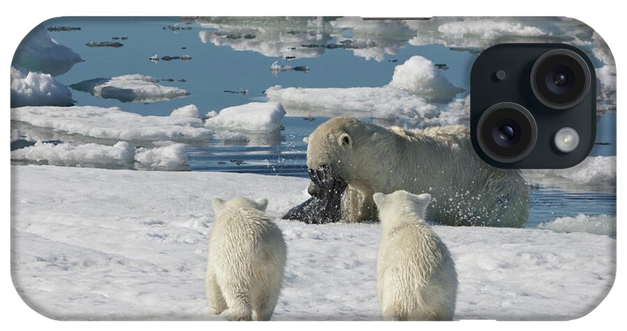 Bear Cub iPhone Case featuring the photograph Polar Bear Hunting A Seal by Gabrielle Therin-weise