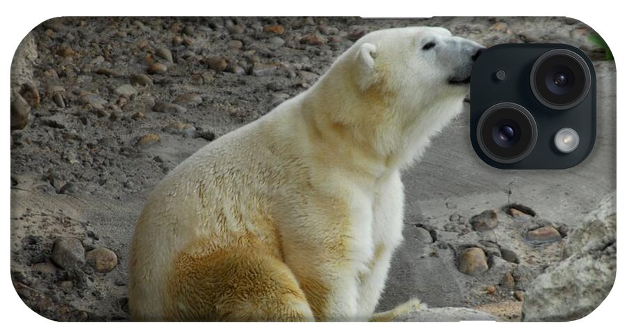 Polar Bear iPhone Case featuring the photograph Polarized by Anthony Wilkening