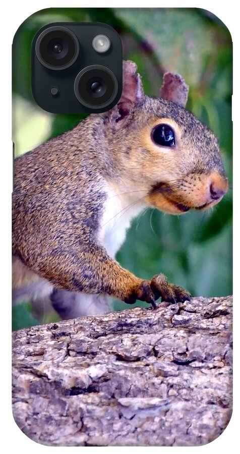 Squirrel iPhone Case featuring the photograph Portrait Of A Squirrel by Deena Stoddard