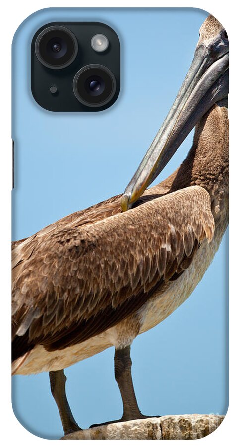 Posing Pelican iPhone Case featuring the photograph Posing Pelican by Michelle Constantine