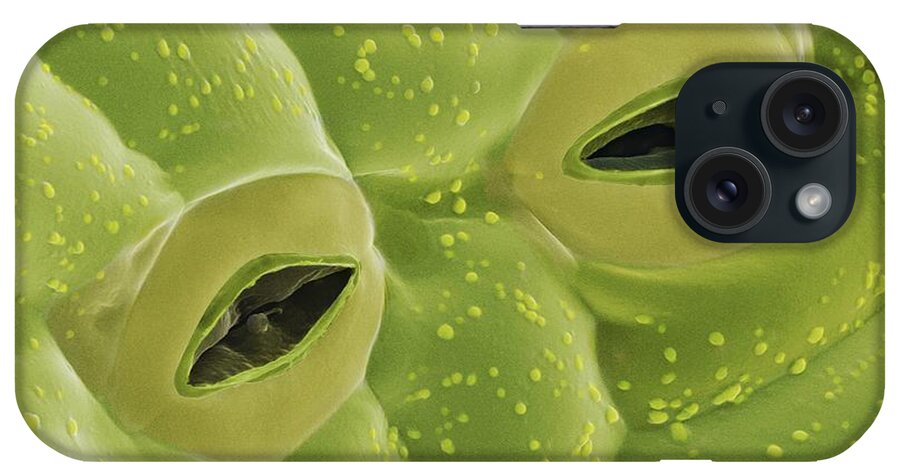 Guard Cells iPhone Case featuring the photograph Potato Leaf Stomata (sem) by Power And Syred