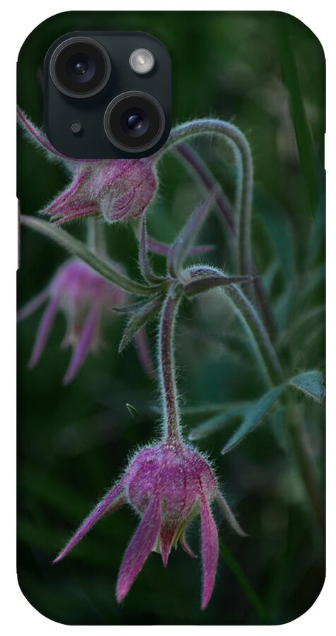 Dakota iPhone Case featuring the photograph Prairie Smoke Wildflower by Greni Graph