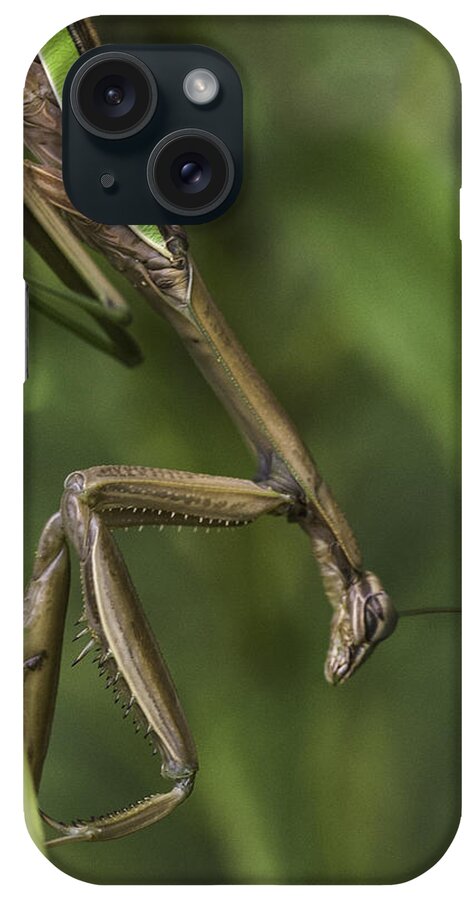 Daddy Longlegs iPhone Case featuring the photograph Praying Mantis 002 by Donald Brown