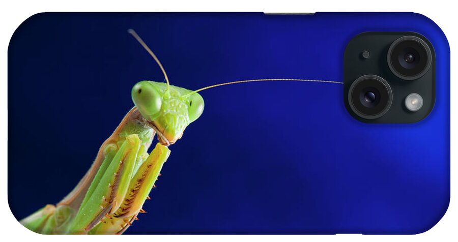 Insect iPhone Case featuring the photograph Praying Mantis Portrait by Imv