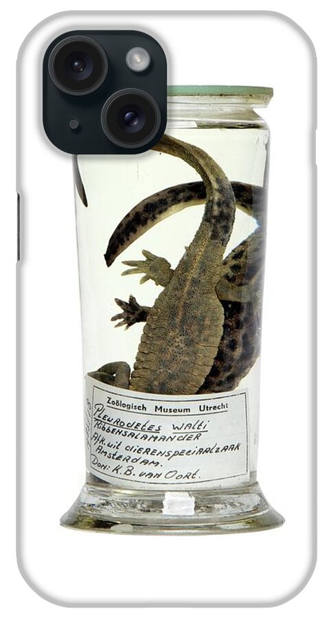 Formalin iPhone Case featuring the photograph Preserved Newts by Gregory Davies