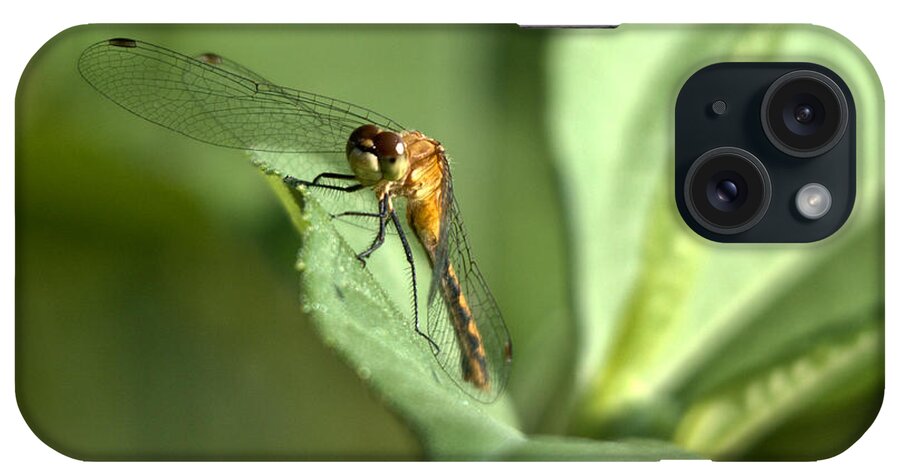 Red Darter iPhone Case featuring the photograph Pretty Lady by Cheryl Baxter