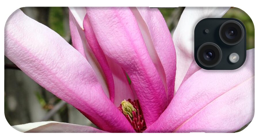 Flowers iPhone Case featuring the photograph Pretty Pink Magnolia by Judy Palkimas