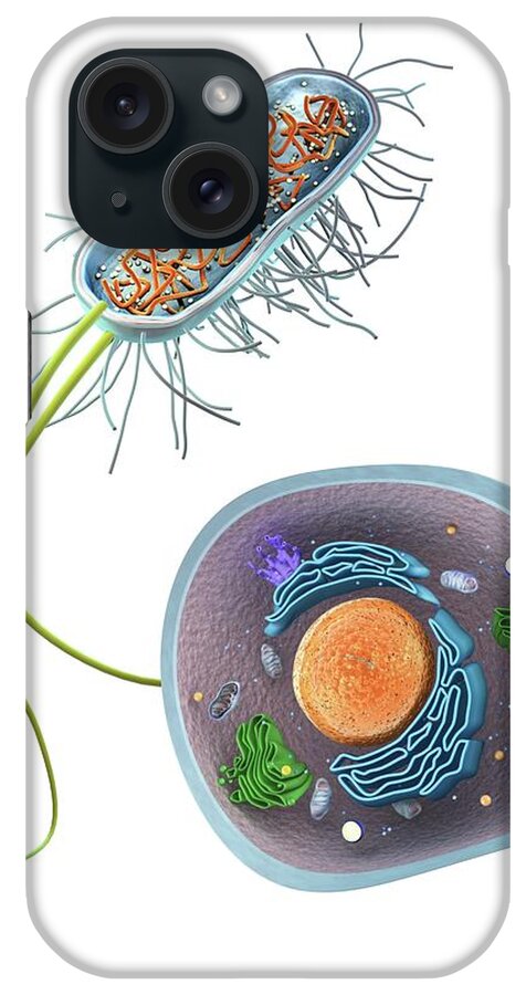Biology iPhone Case featuring the photograph Prokaryote And Eukaryote Cells by Gunilla Elam