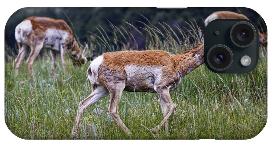 Antelope iPhone Case featuring the photograph Pronghorn Antelopes an a grassy ridge by Randall Nyhof