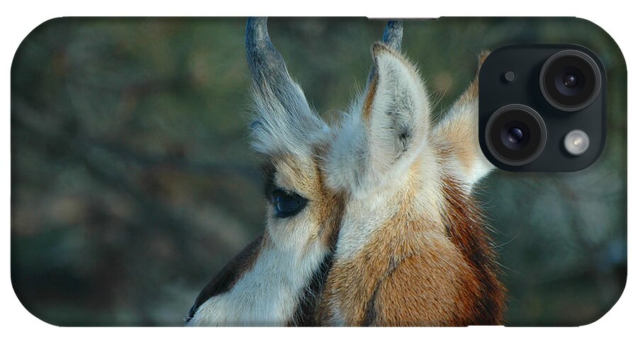 Pronghorn iPhone Case featuring the photograph Pronghorn Profile by Joan Wallner