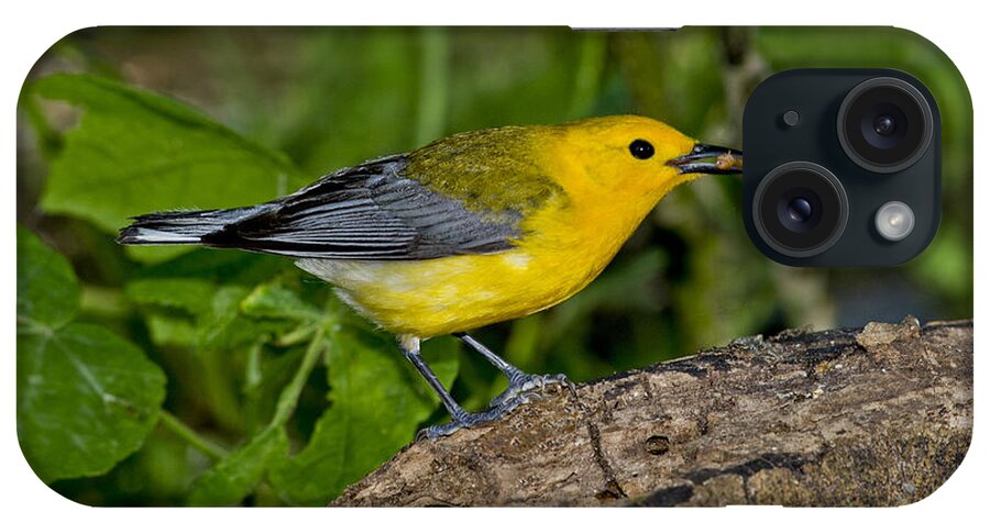 Prothonotary Warbler iPhone Case featuring the photograph Prothonotary Warbler by Anthony Mercieca
