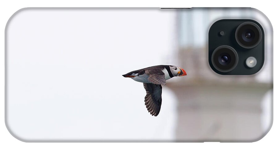 atlantic Puffin Puffin iPhone Case featuring the photograph Puffin And Light. by Evelyn Garcia