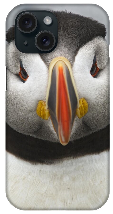 Festblues iPhone Case featuring the photograph Puffin it Up... by Nina Stavlund
