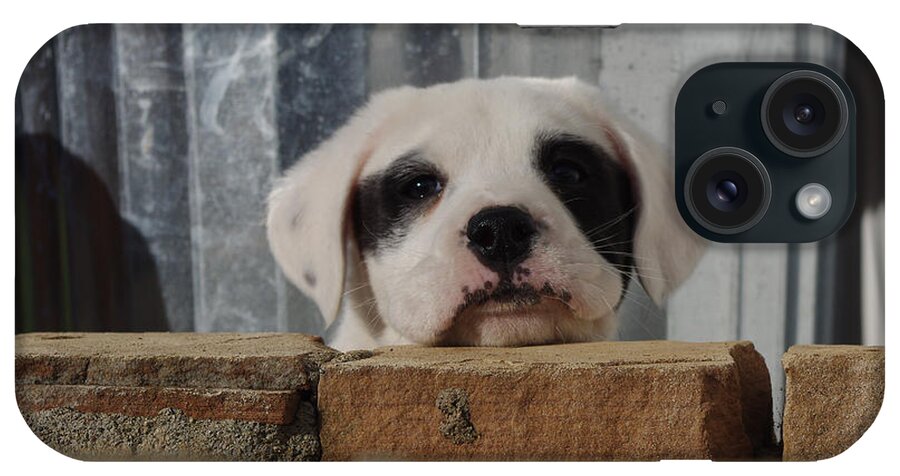 Puppy iPhone Case featuring the photograph Puppy Pose by Adria Trail