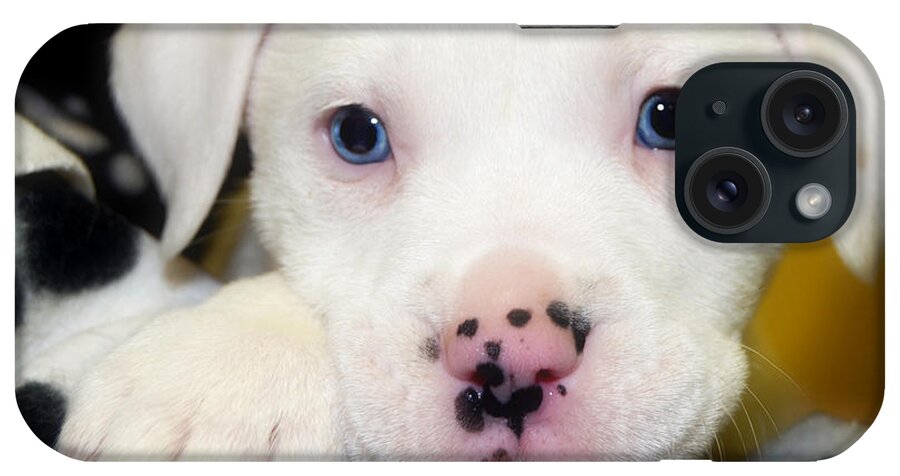 Puppies iPhone Case featuring the photograph Puppy Pose with 4 spots on Nose by Peggy Franz