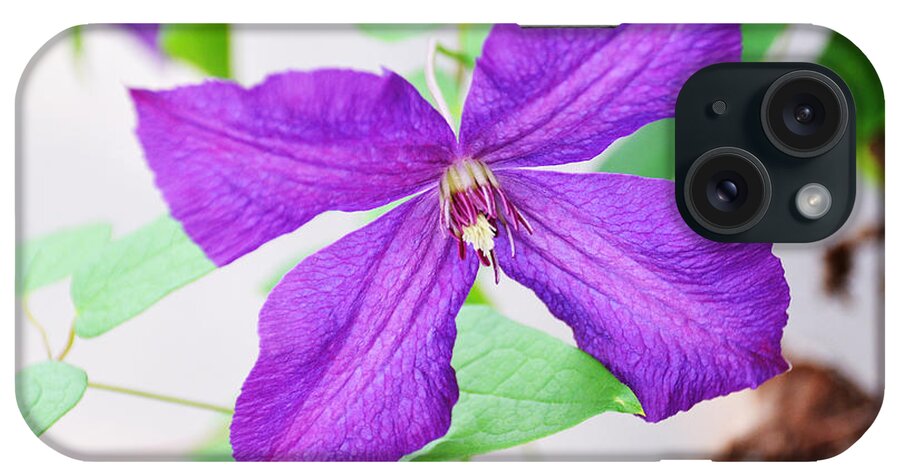 Flower iPhone Case featuring the photograph Purple Climbing Vine by Linda Brown