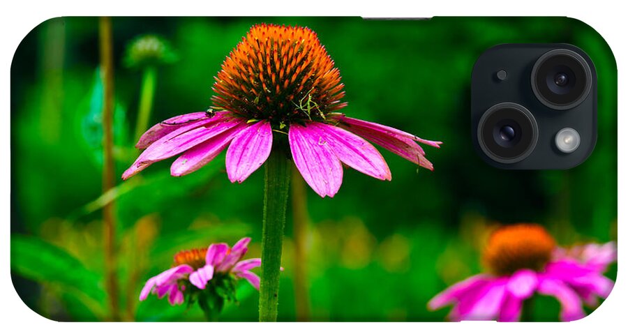 Flowers/plants iPhone Case featuring the photograph Purple Coneflower by Louis Dallara