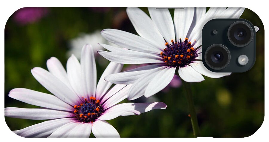 Purple iPhone Case featuring the photograph Purple Daisies by Kelly Holm
