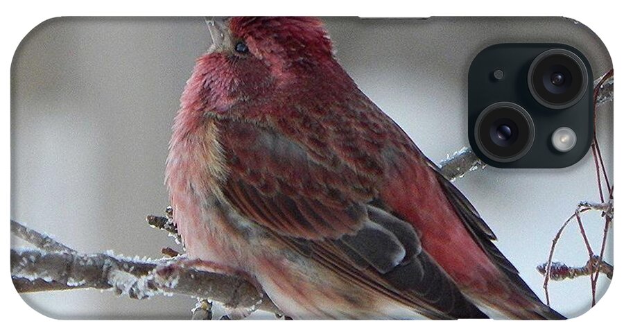Purple Finch Male iPhone Case featuring the photograph Purple Finch by Judy Genovese