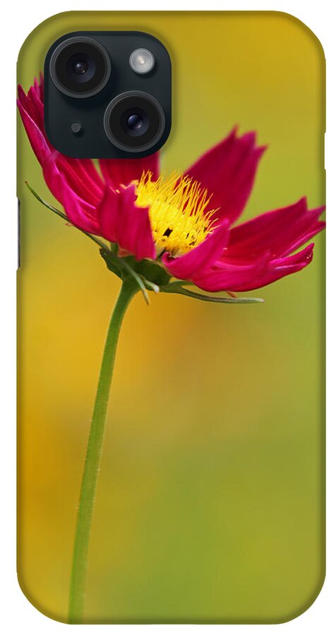 Flower iPhone Case featuring the photograph Purple Floral over Yellow by Juergen Roth