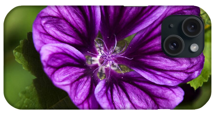 Hollyhock iPhone Case featuring the photograph Purple Flower Hollyhock by Christina Rollo