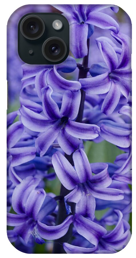 Spring iPhone Case featuring the photograph Purple Hyacinth by Tikvah's Hope