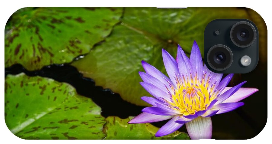  Water Lily iPhone Case featuring the photograph Purple Lily by Dave Files