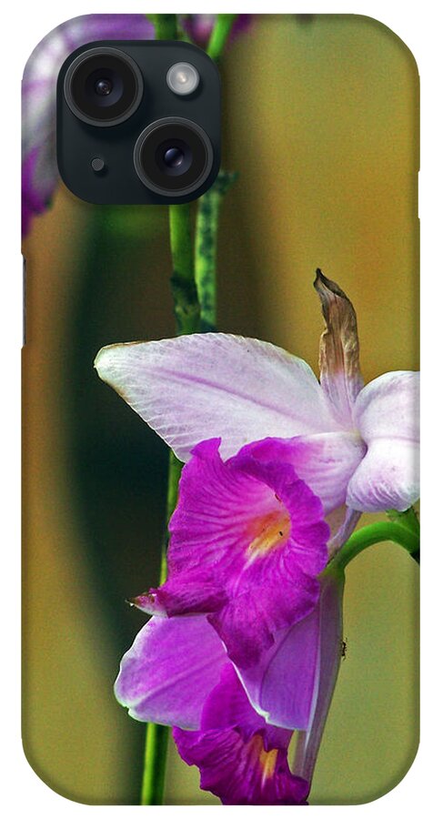 Flowers iPhone Case featuring the photograph Purple Orchid by Jennifer Robin