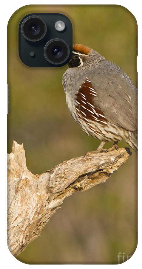 Quail iPhone Case featuring the photograph Quail on a stick by Bryan Keil