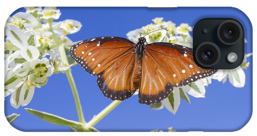 Queen Butterfly iPhone Case featuring the photograph Queen Butterfly by Steven Schwartzman