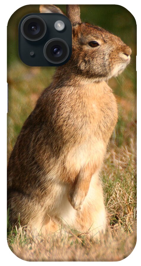 Wildlife iPhone Case featuring the photograph Rabbit Standing in the Sun by William Selander