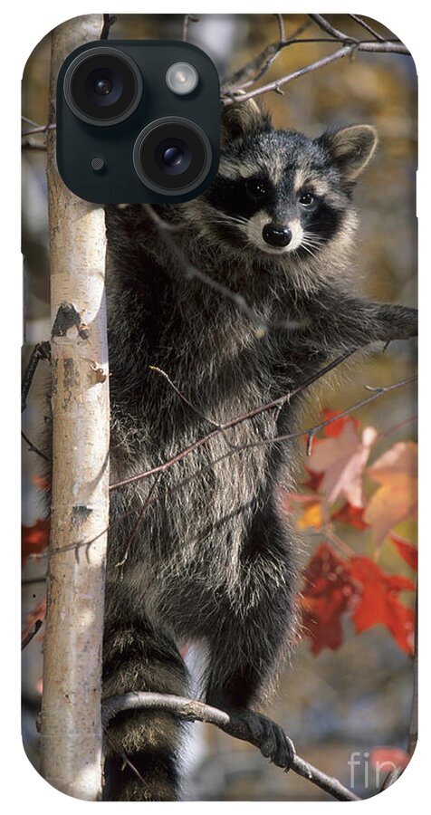 Racoon iPhone Case featuring the photograph Racoon in Tree by Chris Scroggins