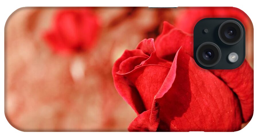 Roses iPhone Case featuring the photograph Radiant Rose by Clare Bevan
