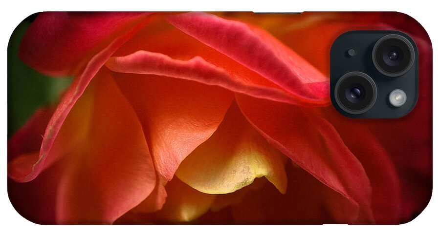 Close-up iPhone Case featuring the photograph Radiant Rose by Ronda Broatch