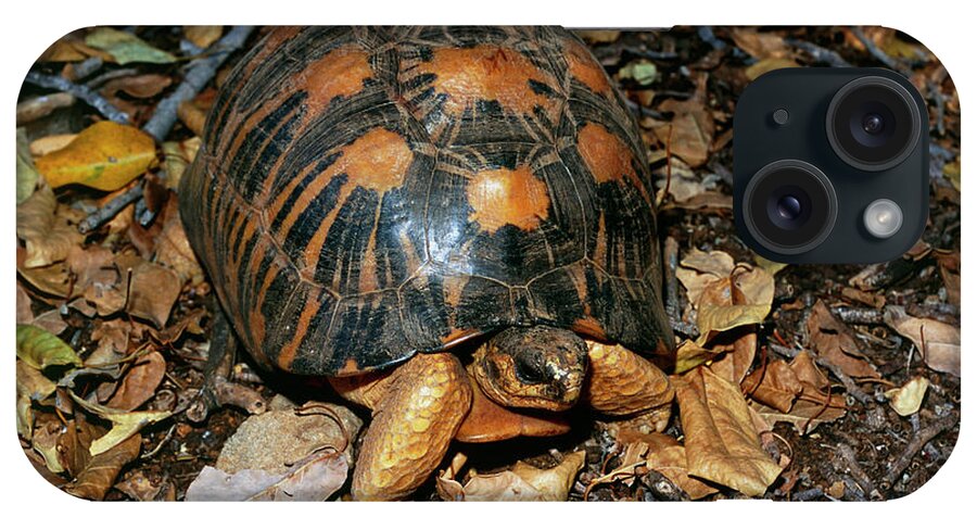 Geochelone Radiata iPhone Case featuring the photograph Radiated Tortoise (geochelone Radiata) by Sinclair Stammers/science Photo Library